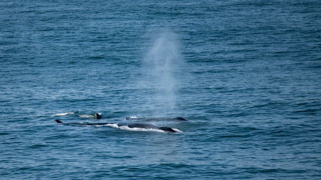 Endangered whales flourish after fishing ban