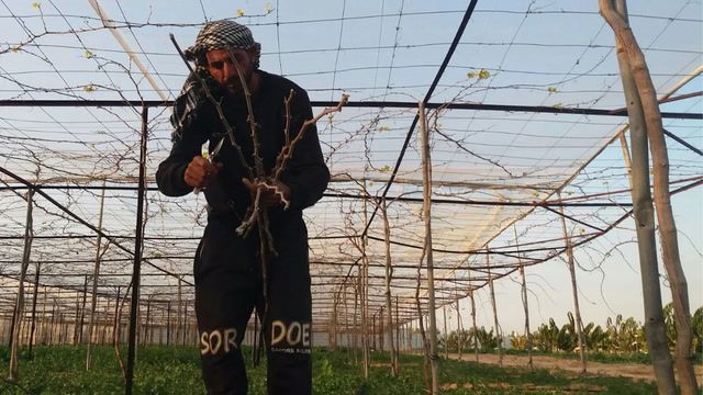Israel war affects Palestinian agriculture industry