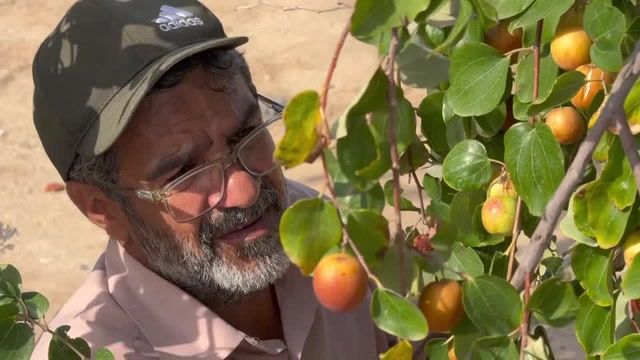 Iraqi farmers cling to sidr trees amid water crisis