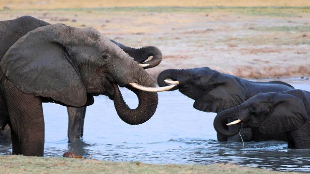 Zimbabwe game rangers work to keep elephants in protected areas