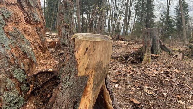 160,000 trees culled from Vancouver's Stanley Park
