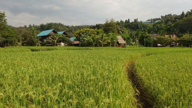 Thai scientists studying drought-resistant rice 
