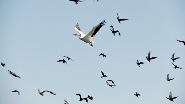 U.N. report finds migratory species at risk of extinction