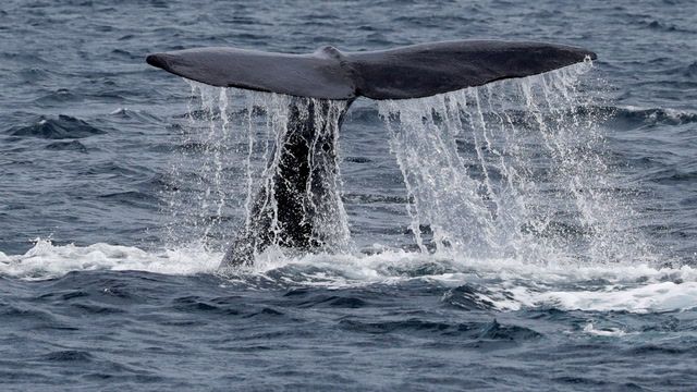 Scientists discover sperm whale 'phonetic alphabet'