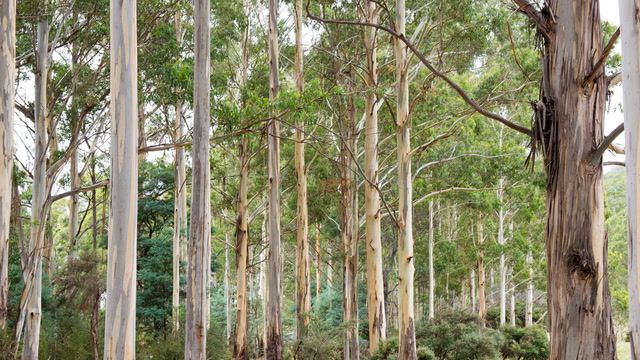 Using AI to save remote forests