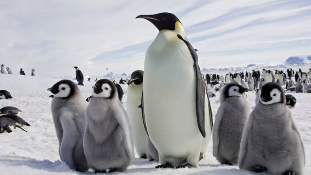 Loss of Antarctic ice impacting emperor penguins