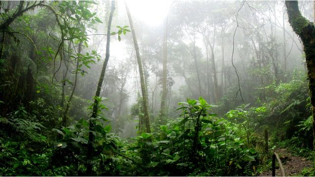 The mission to save the Amazon rainforest