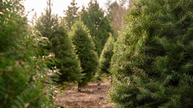 Climate change threatens Hungary's Christmas trees
