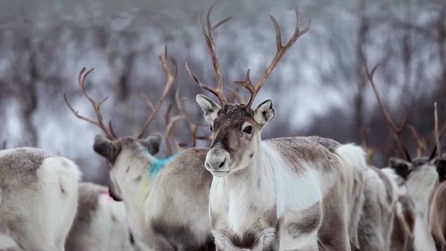 Norway power line pits reindeer herders against climate goals