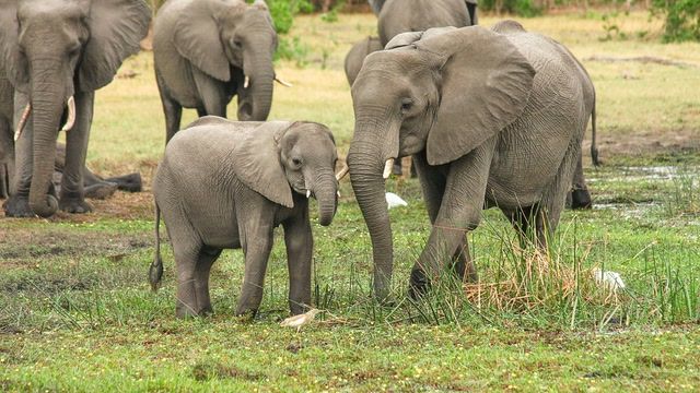 Decades-long conservation efforts in Uganda at risk