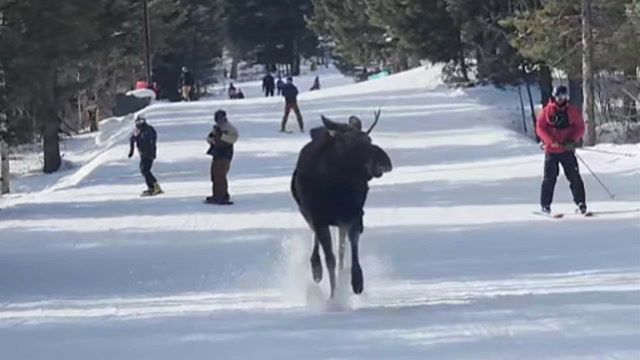 Skiiers chased down the mountain by a moose