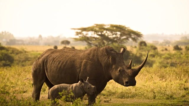 Endangered black rhino returned to Kenyan conservancy