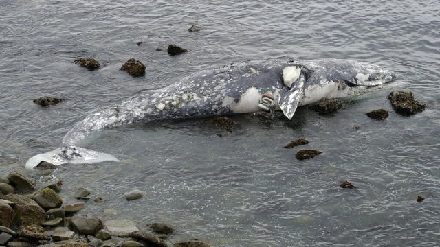 Understanding the spike in East Coast Whale deaths