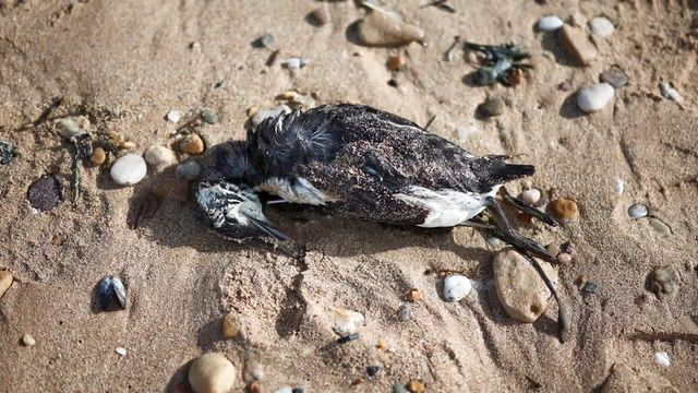 Unusual numbers of dead seabirds found on French shores