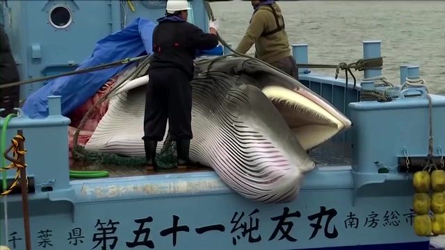 Japan to start hunting fin whales
