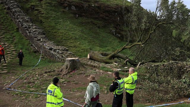 Fury as teen cuts down world-famous tree