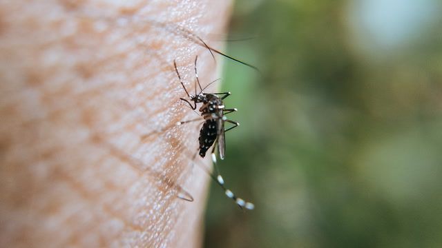 The mosquitoes that are saving lives