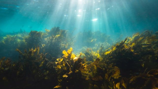 How much seaweed does Japan need to meet its climate goal?