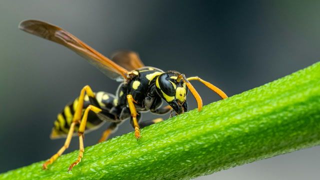 A.I. joins the fight against invasive Asian hornets