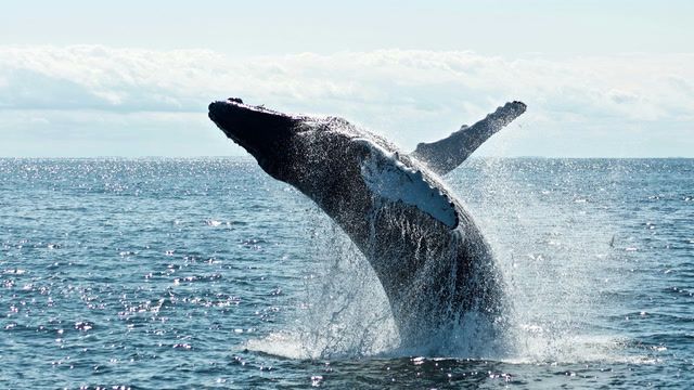 Study shows noise-pollution impacts whale mating