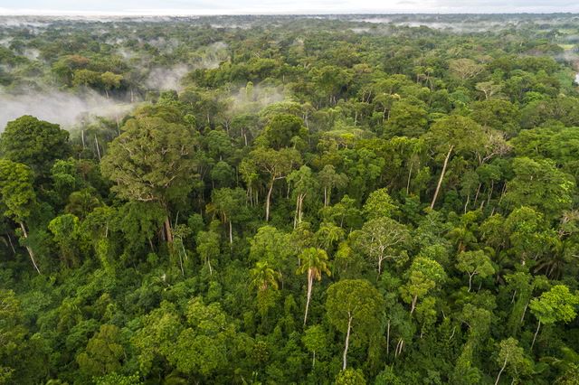 Amazon deforestation slows after Lula election