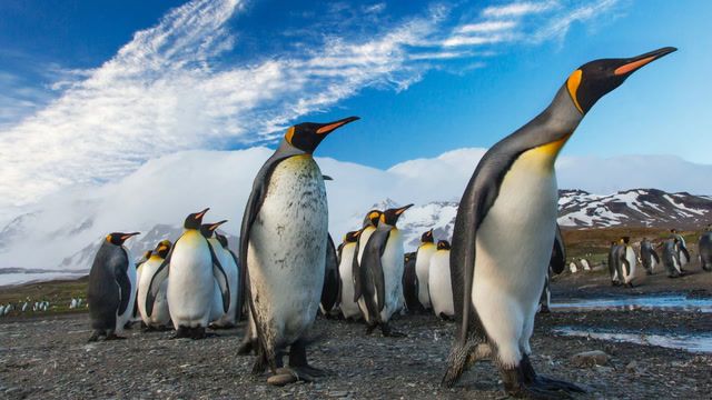 Ice melt decimates Antarctica's penguin chicks