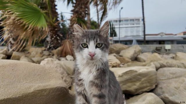 Feline coronavirus raises fears in Cyprus