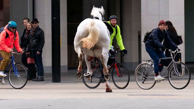 Runaway horses cause peak-hour chaos in London