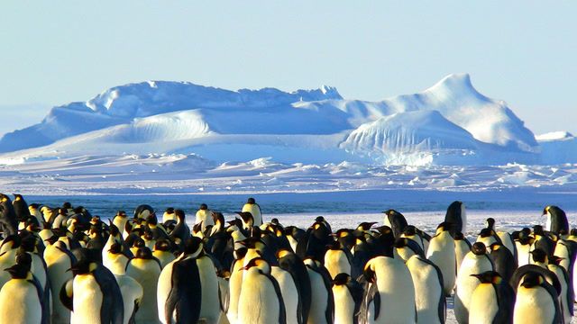 Emperor penguins suffered mass breeding failures in 2023