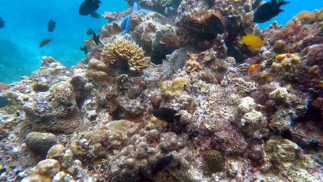 Philippines divers plant nurseries for damaged coral