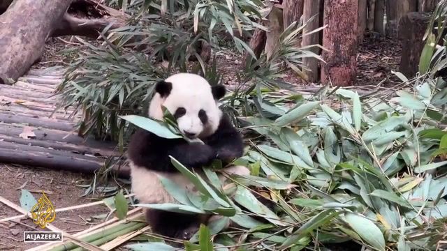 U.S returns giant panda amid souring China relations