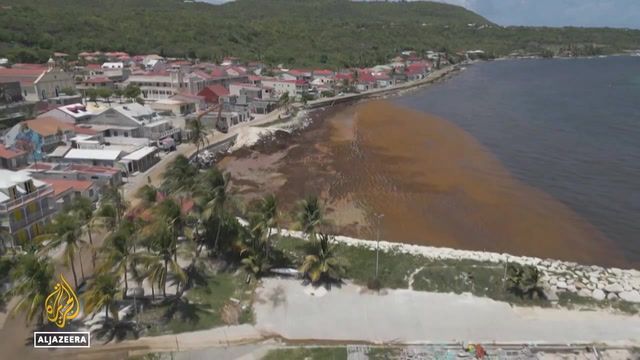 Fishermen in Martinique battle sargassum crisis