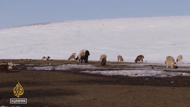 Mongolia winter: Herders lose millions of livestock animals