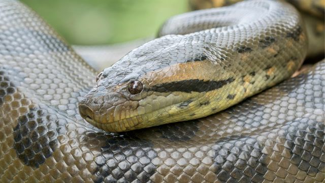 Scientists discover world's largest snake