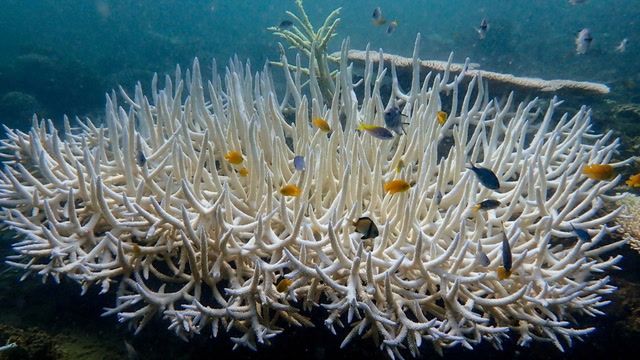 Coral reefs experiencing mass bleaching event