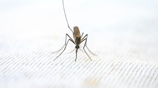 Modified mosquitos deployed in Brazil to fight dengue surge