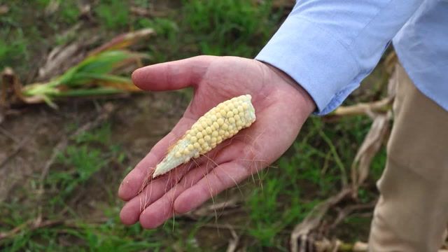 Leafhopper bug plagues Argentina's corn fields
