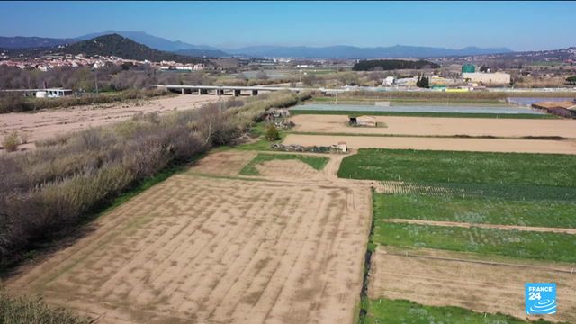 Farmers struggle in drought hit Catalonia