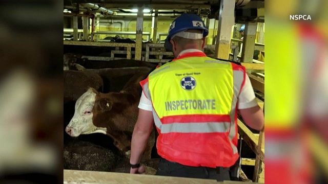 'Death ship' carrying cattle causes stench in Cape Town
