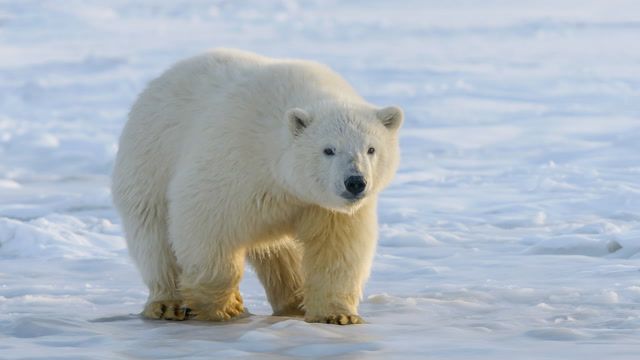 Loss of sea ice puts polar bears at risk