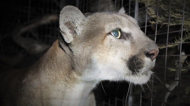 Mountain lions increasingly interacting with Coloradans 