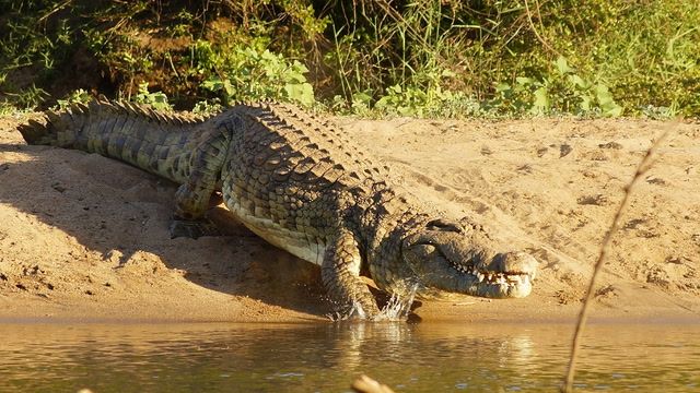 Indonesia: Mangrove felling causing crocodile attacks