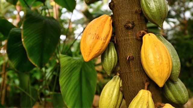 Chocolate prices hit record highs amid African drought