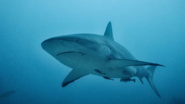 Shark attacks on the rise worldwide