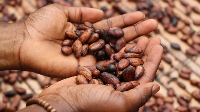 Climate change blamed as cocoa prices soar to record high