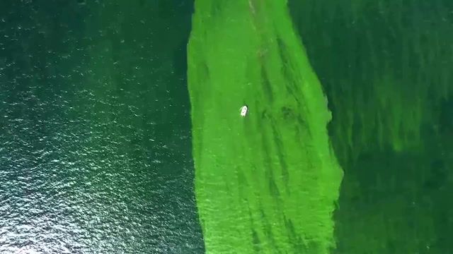 Extreme plankton bloom creates 'dead zone' off Thailand