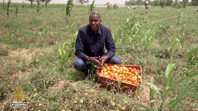 Tomato bug infestation threatens Nigerian economy