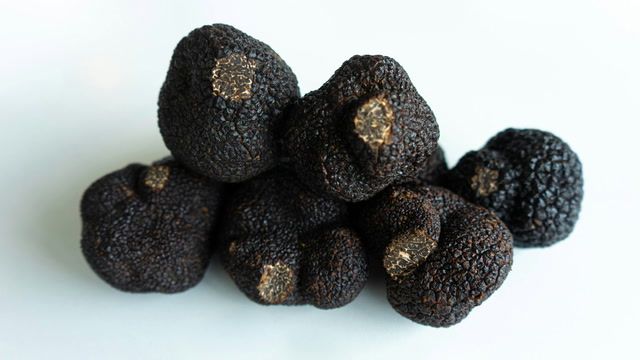 Truffles are "white-gold" in Italy