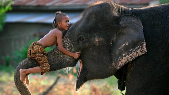 Elephants and humans struggle for balance in Thailand