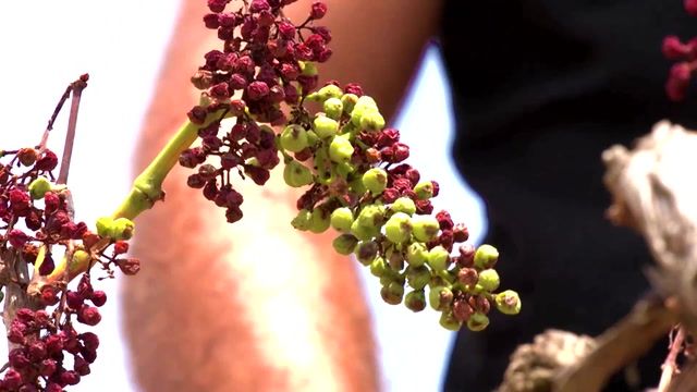 Drought threatens Spain’s renowned cava harvest